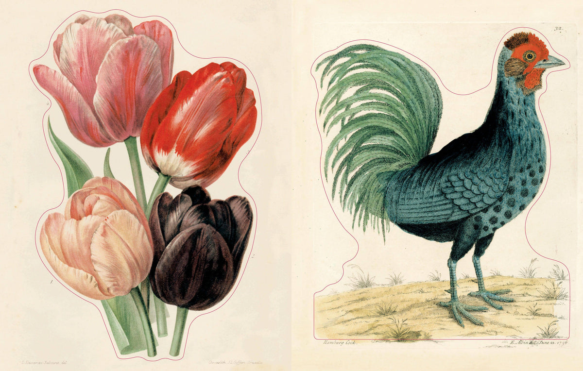 PREORDER - John Derian Sticker Book II