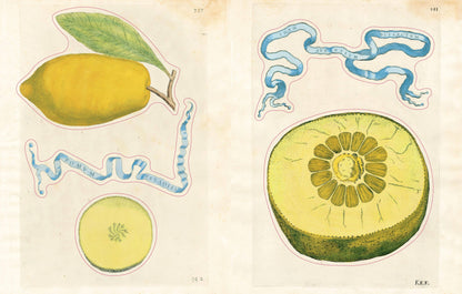PREORDER - John Derian Sticker Book II
