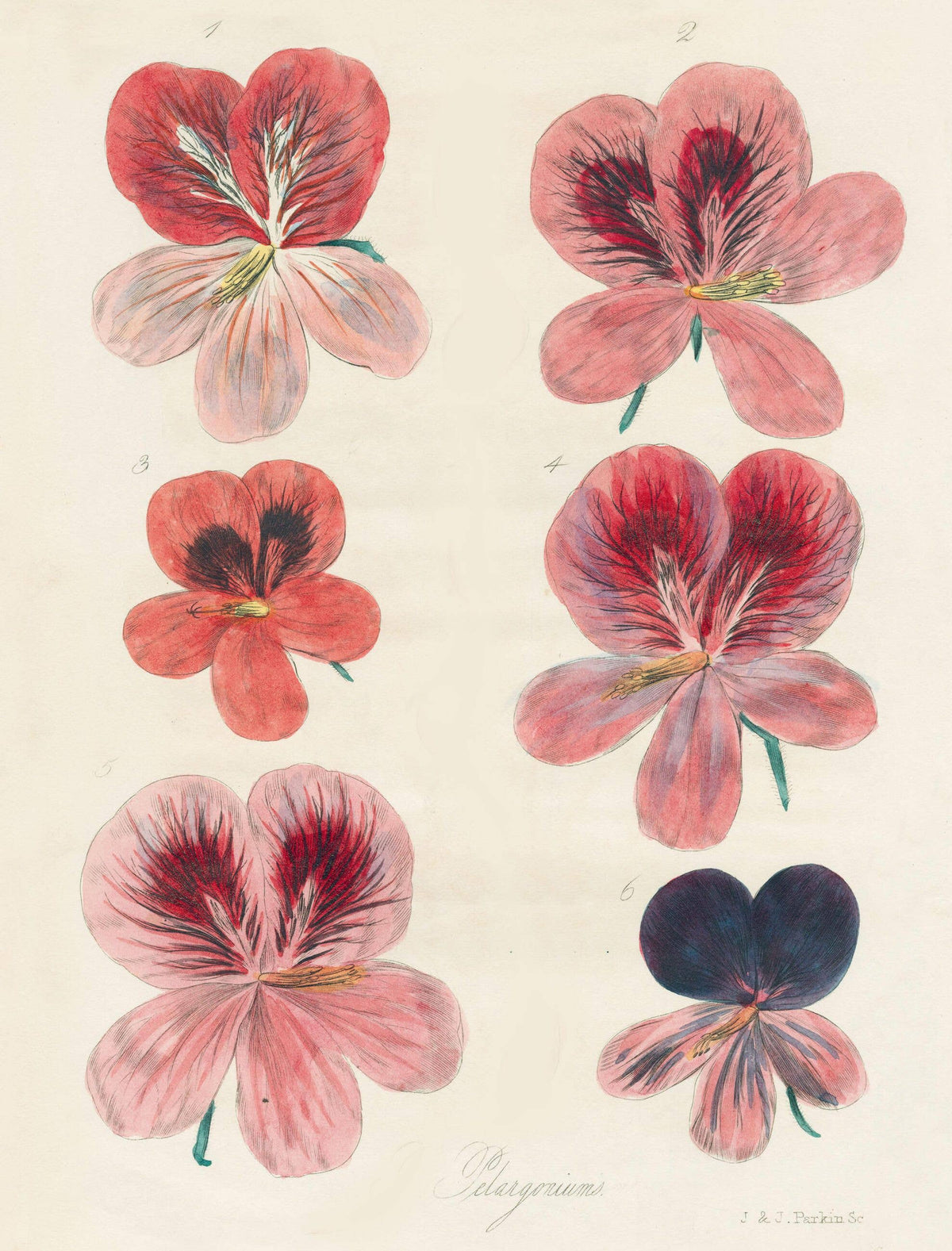 PREORDER - John Derian Paper Goods: Wrapping Paper & Gift Tags