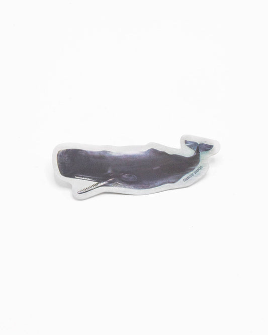 Sperm Whale
